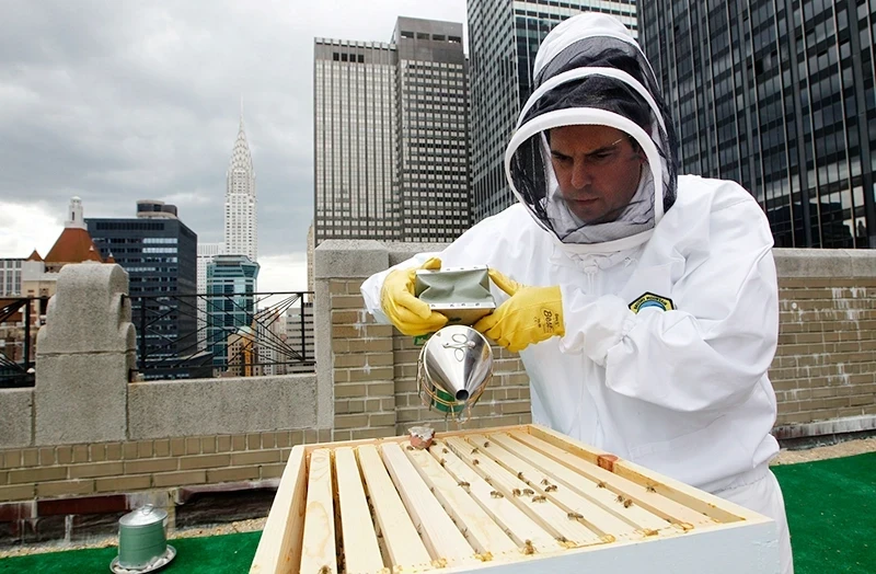nyc bee farm rooftop