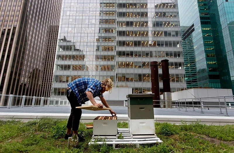 nyc bee farm rooftop