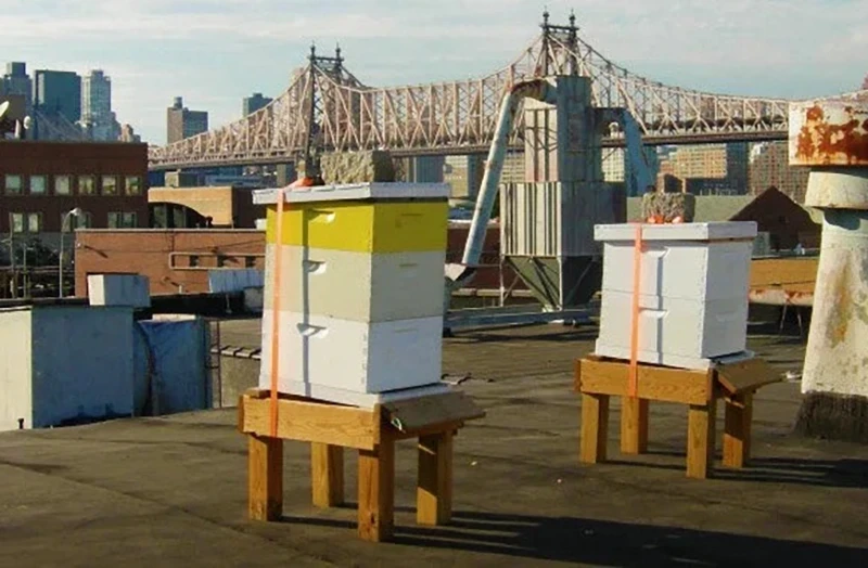 nyc bee farm rooftop