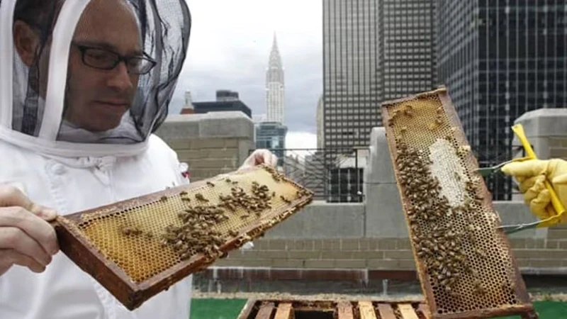nyc bee farm rooftop